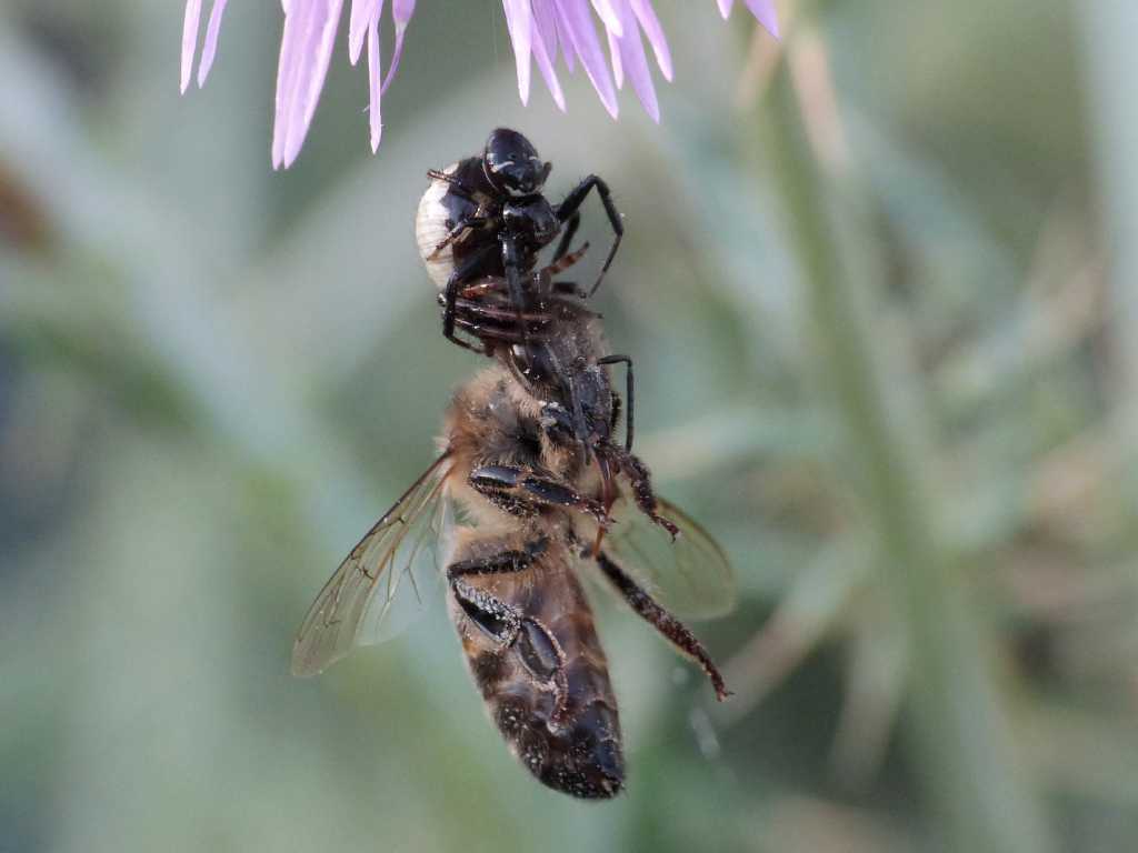 Synema globosum con preda (ape) - S. Severa (RM)